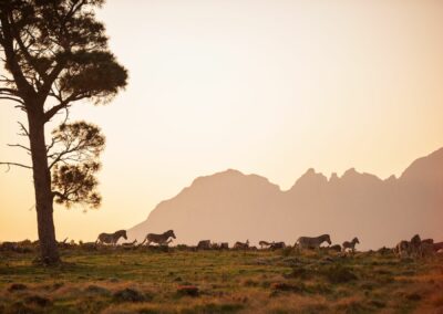 Individualreisen Südafrika: Die Hottentots Holland Mountains sind Teil des Kap-Faltengürtel in der Western Cape. Die Bergkette bildet eine Barriere zwischen der Metropolregion Kapstadt und der südlichen Küste von Overberg.